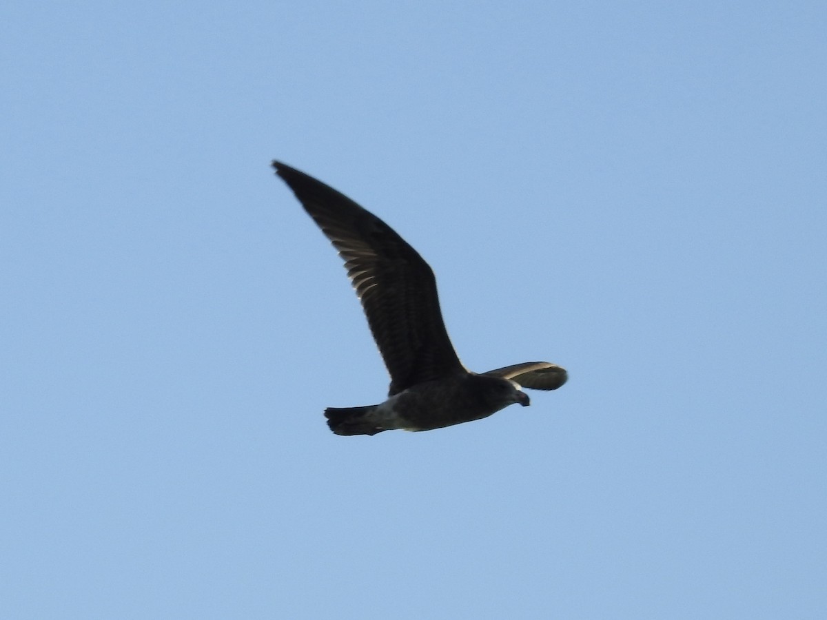 racek velkozobý - ML640127676