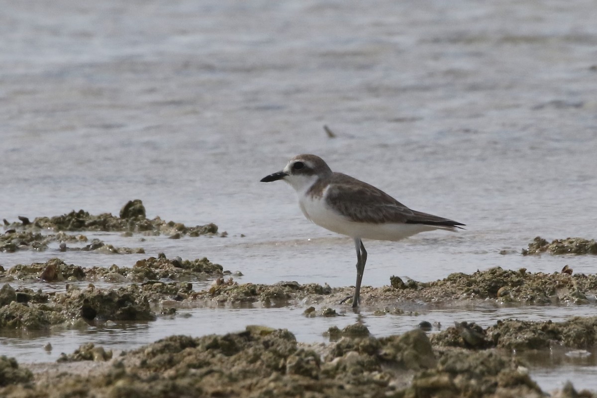 Greater Sand-Plover - ML640127699