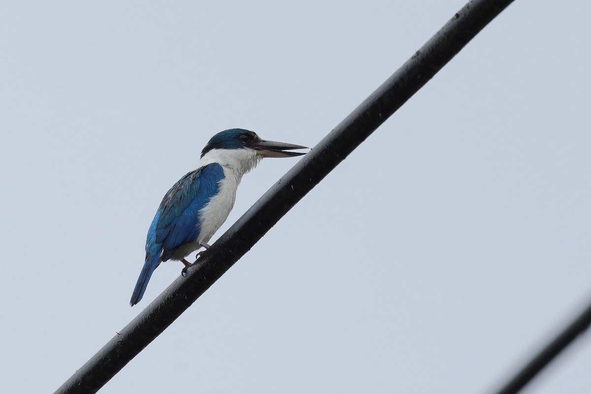 Talaud Kingfisher - ML640127776