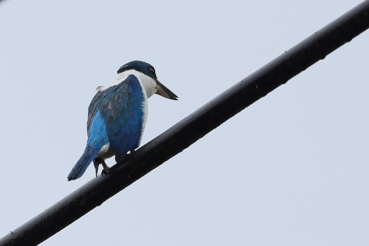 Talaud Kingfisher - ML640127778