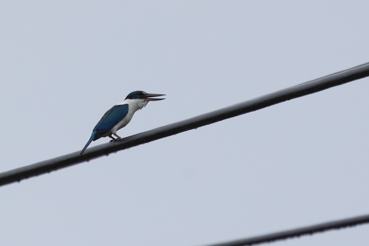 Talaud Kingfisher - ML640127779