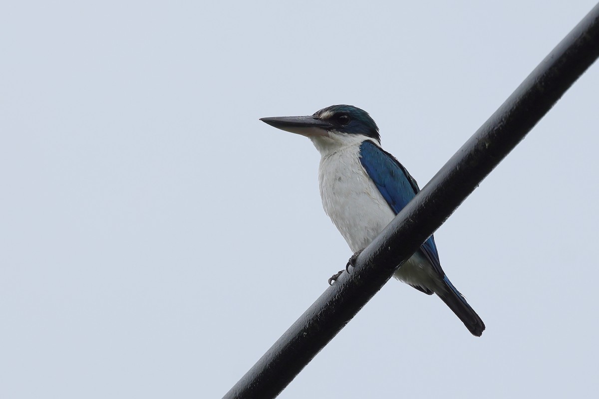 Talaud Kingfisher - ML640127780