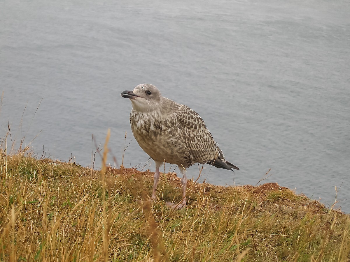 European Herring Gull - ML640127783