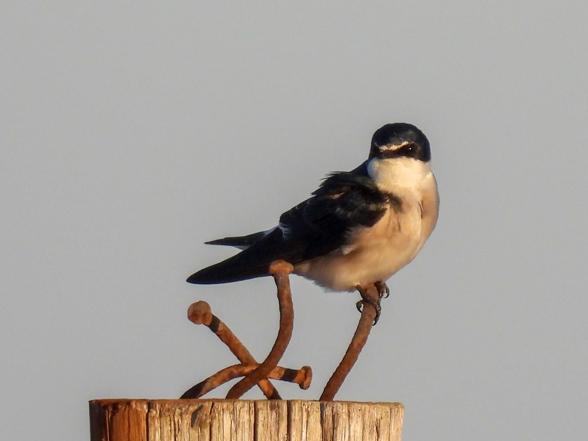 vlaštovka bělokostřecová - ML640127867