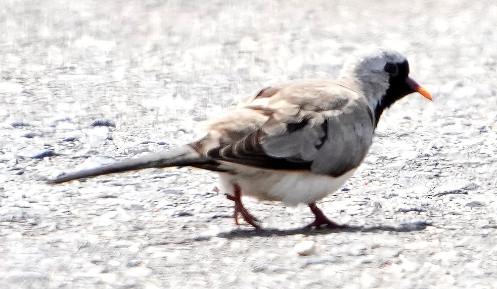 Namaqua Dove - ML640127891