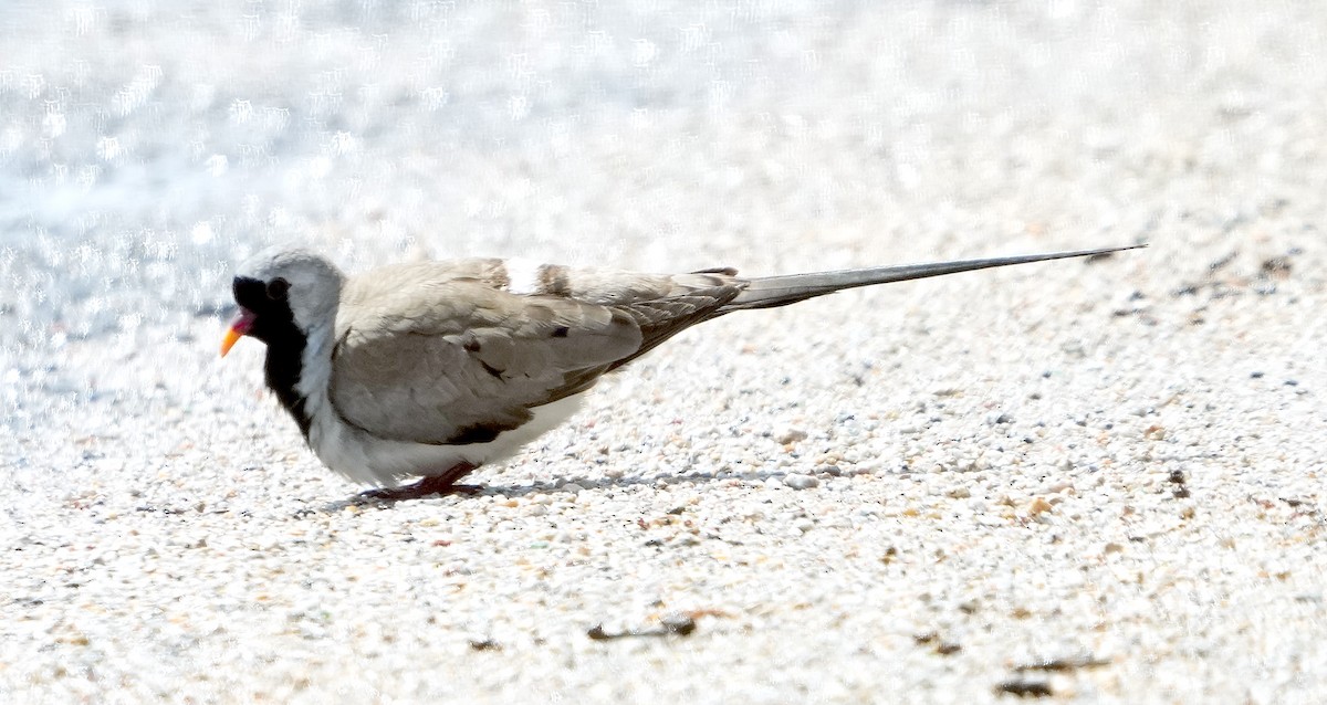 Namaqua Dove - ML640127893
