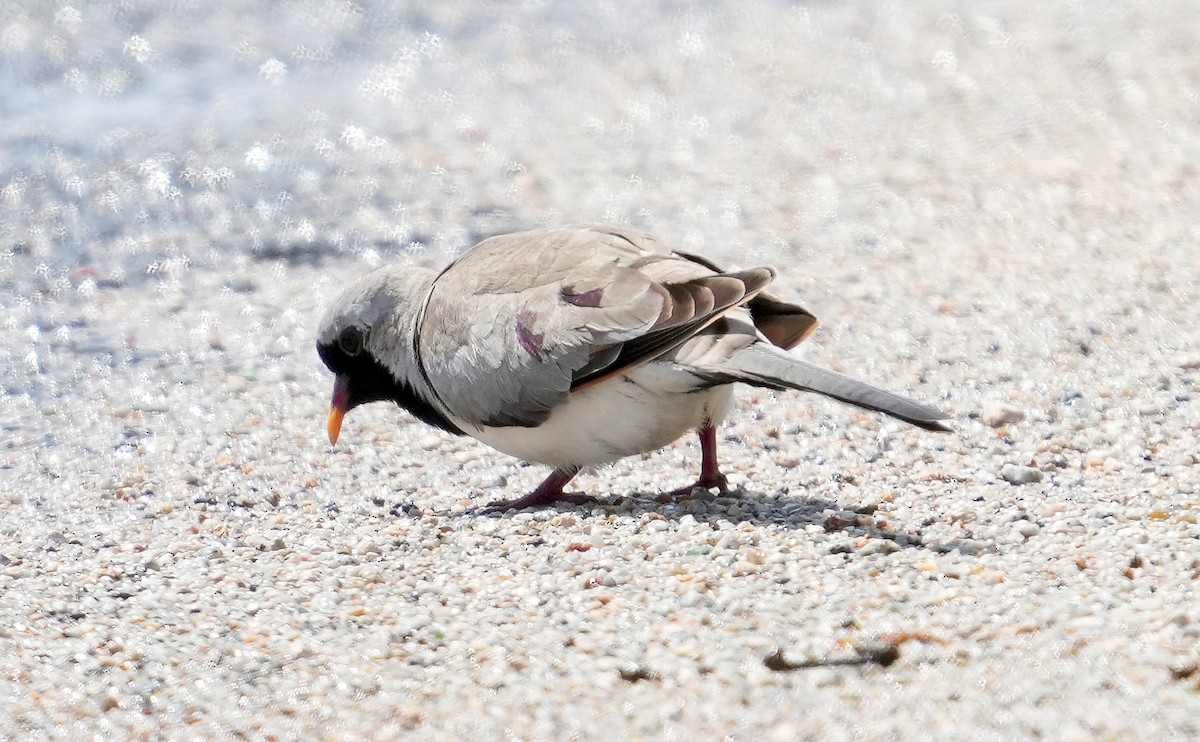 Namaqua Dove - ML640127894
