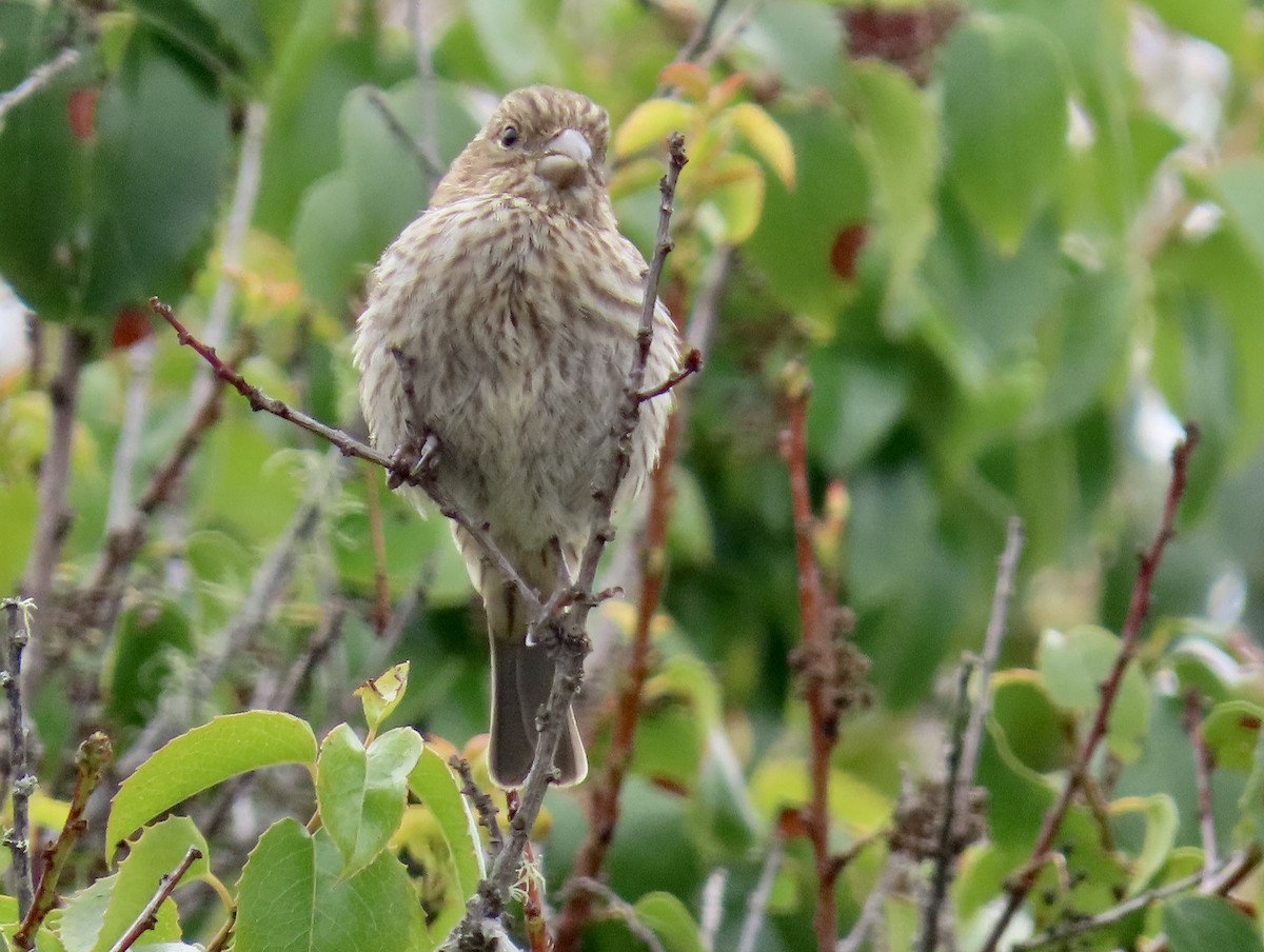House Finch - ML640127898