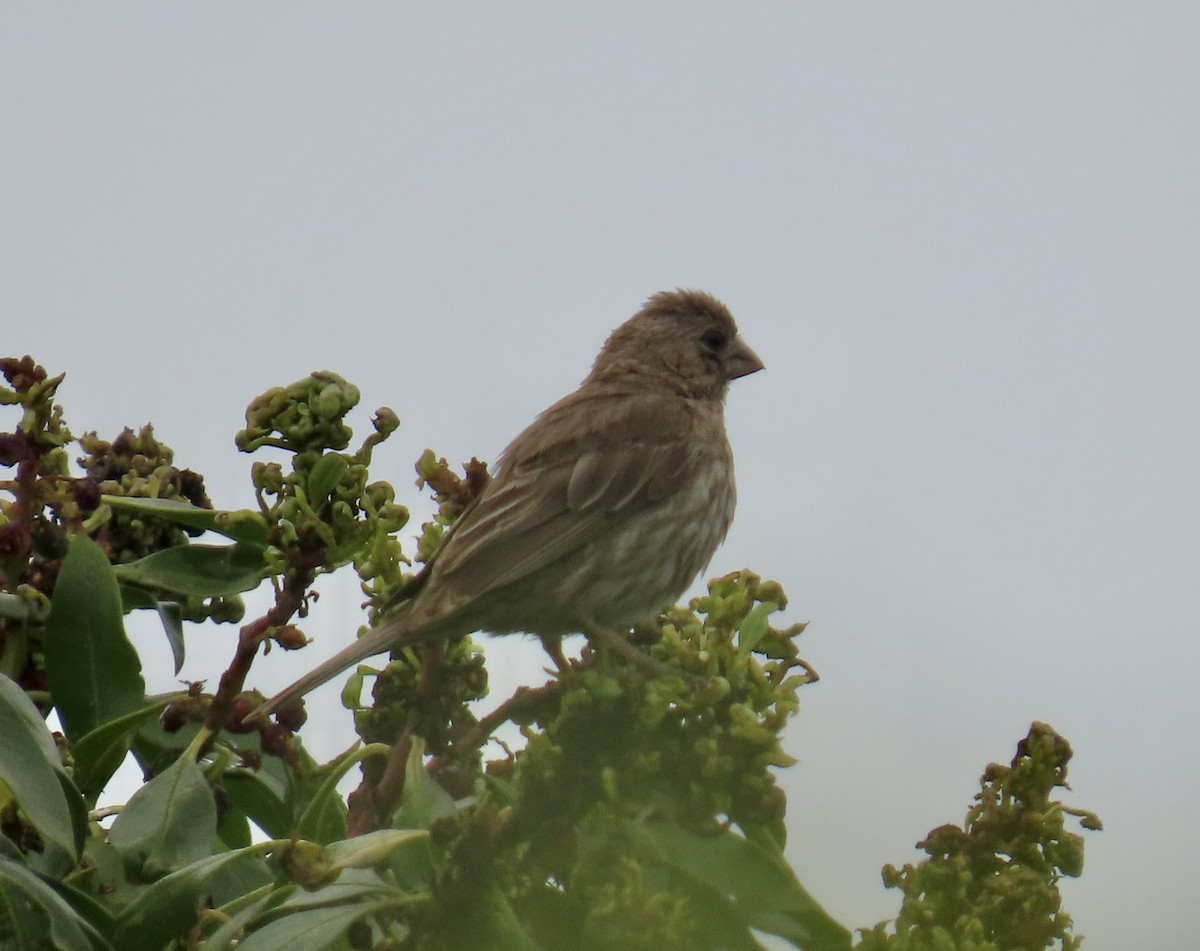 House Finch - ML640127911