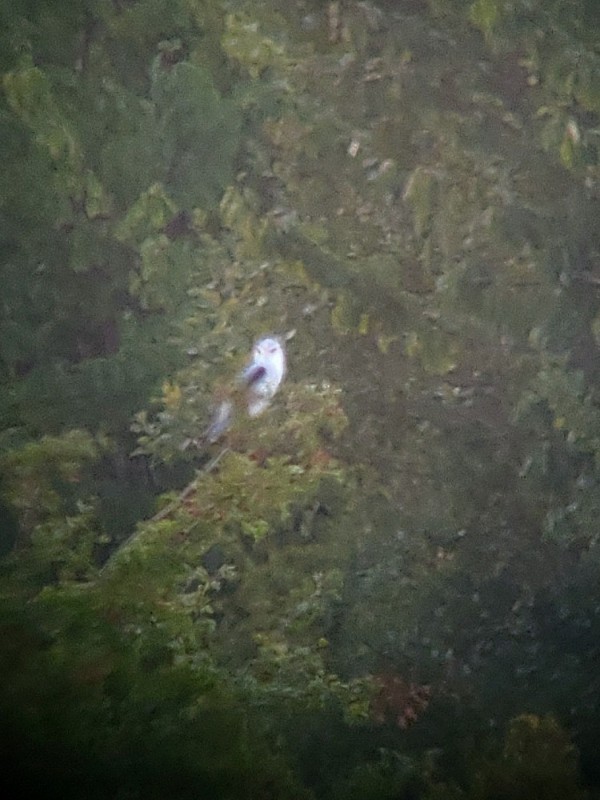 luněc šedý - ML640127997