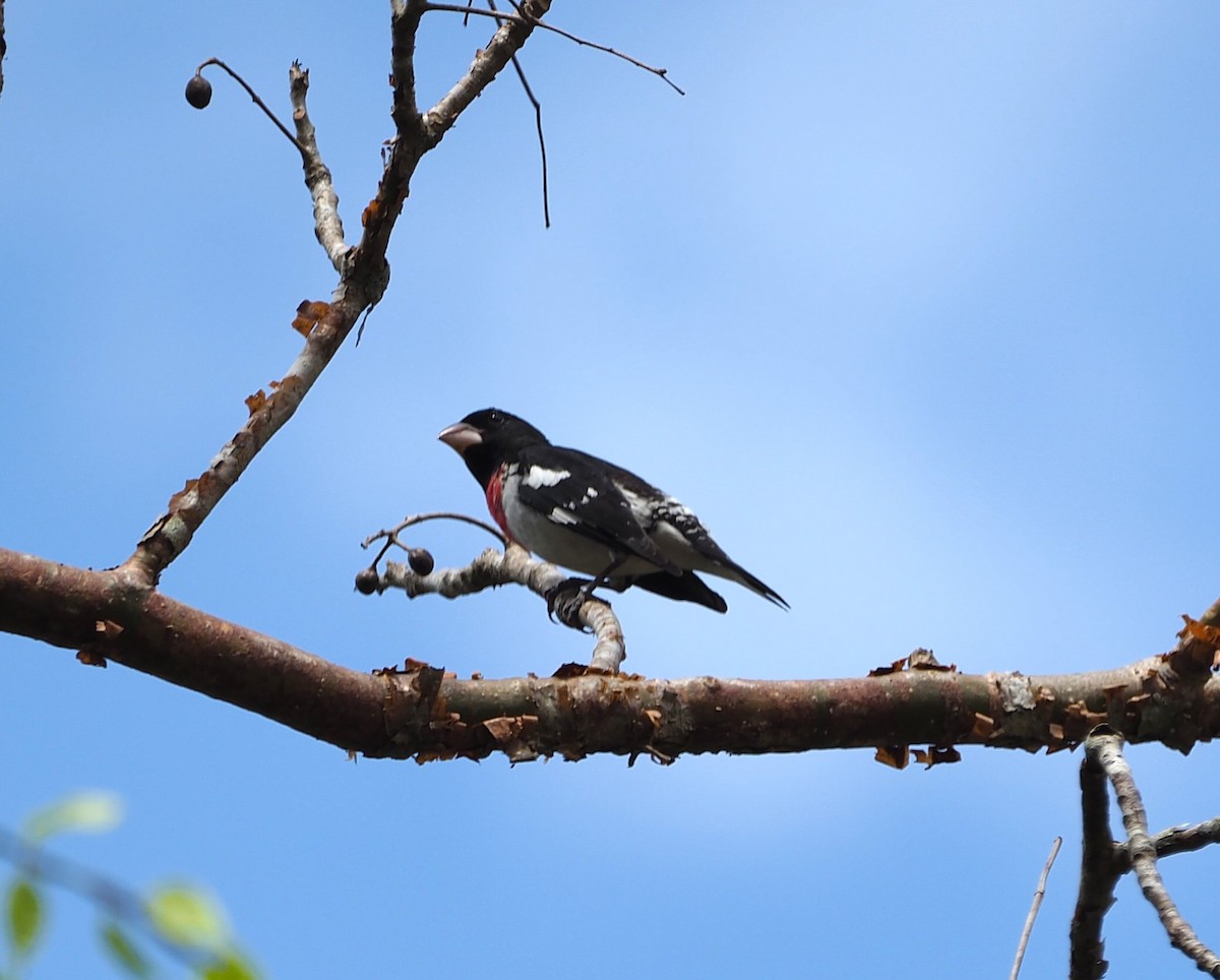 Rose-breasted Grosbeak - ML640128018