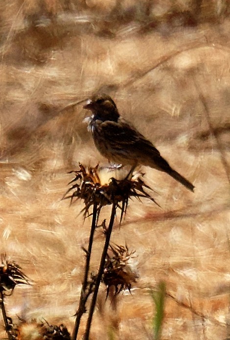 House Finch - ML640128129