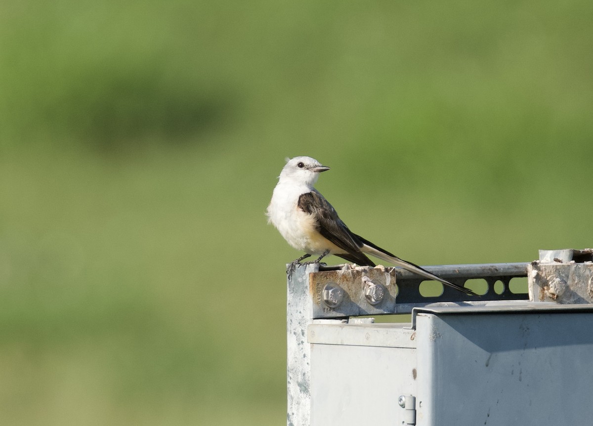 Scissor-tailed Flycatcher - ML640128161