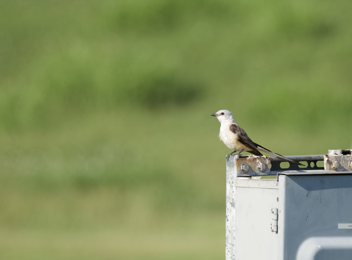Scissor-tailed Flycatcher - ML640128162
