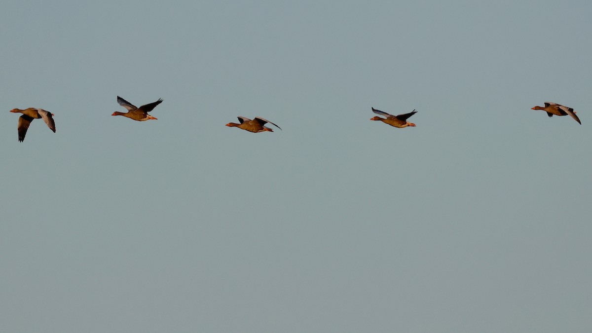 Graylag Goose - ML640128269