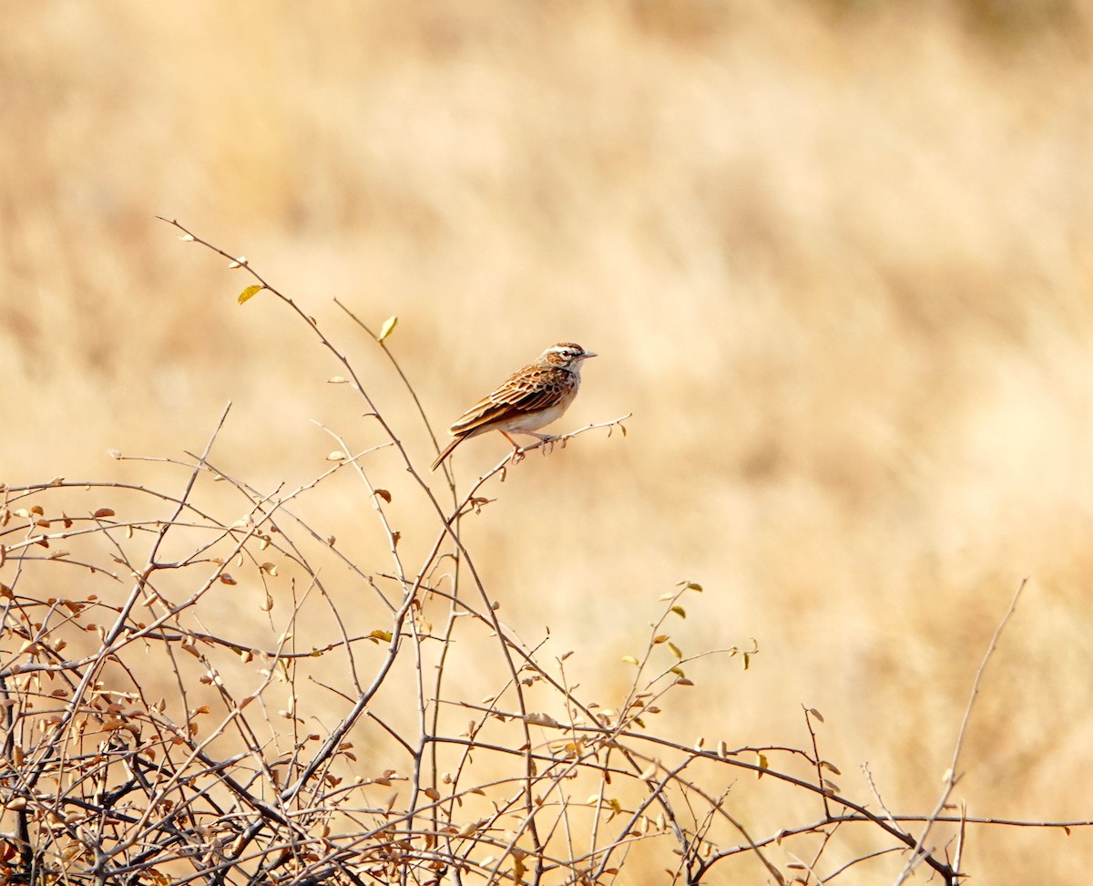 Fawn-colored Lark (Foxy) - ML640128314