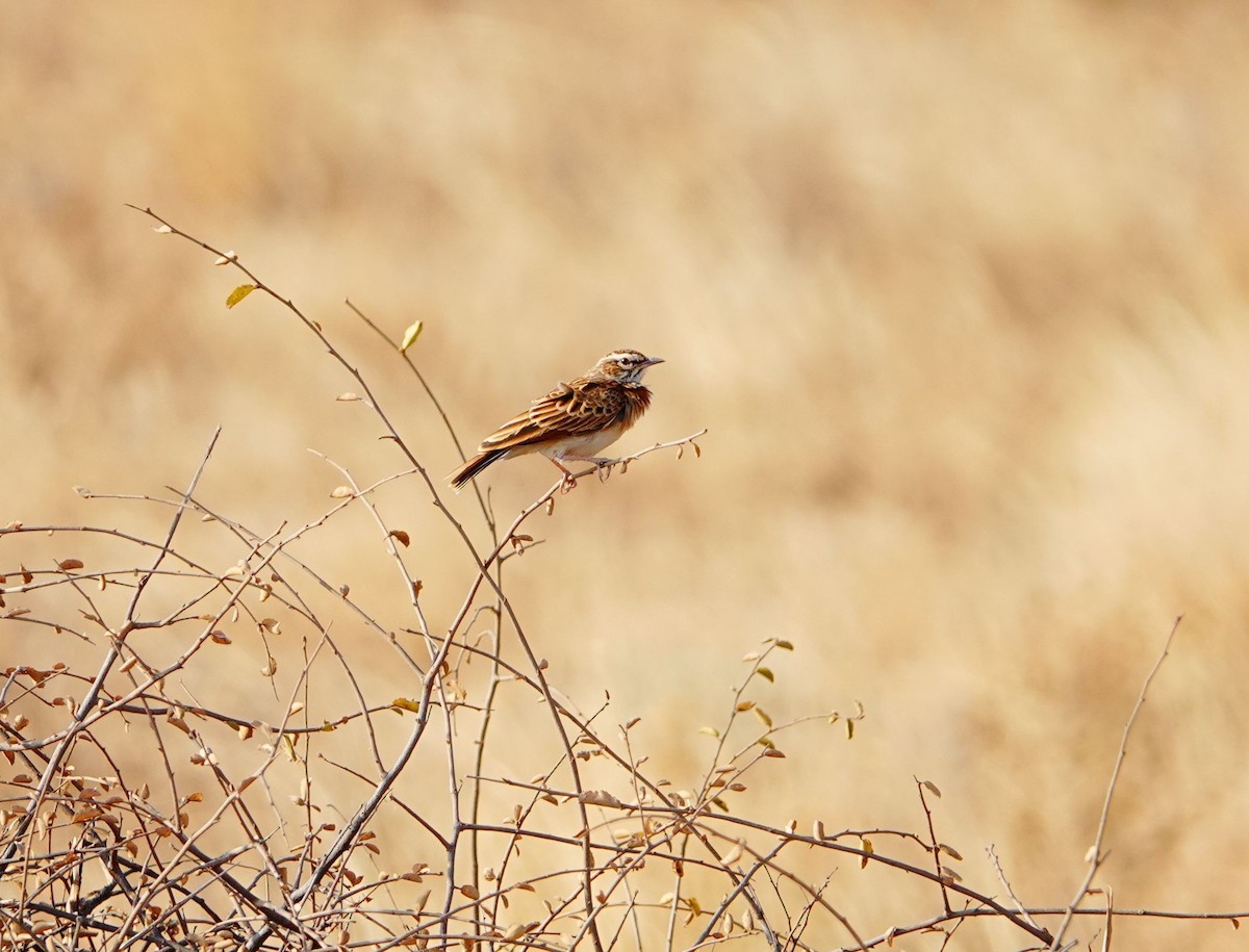 Fawn-colored Lark (Foxy) - ML640128315
