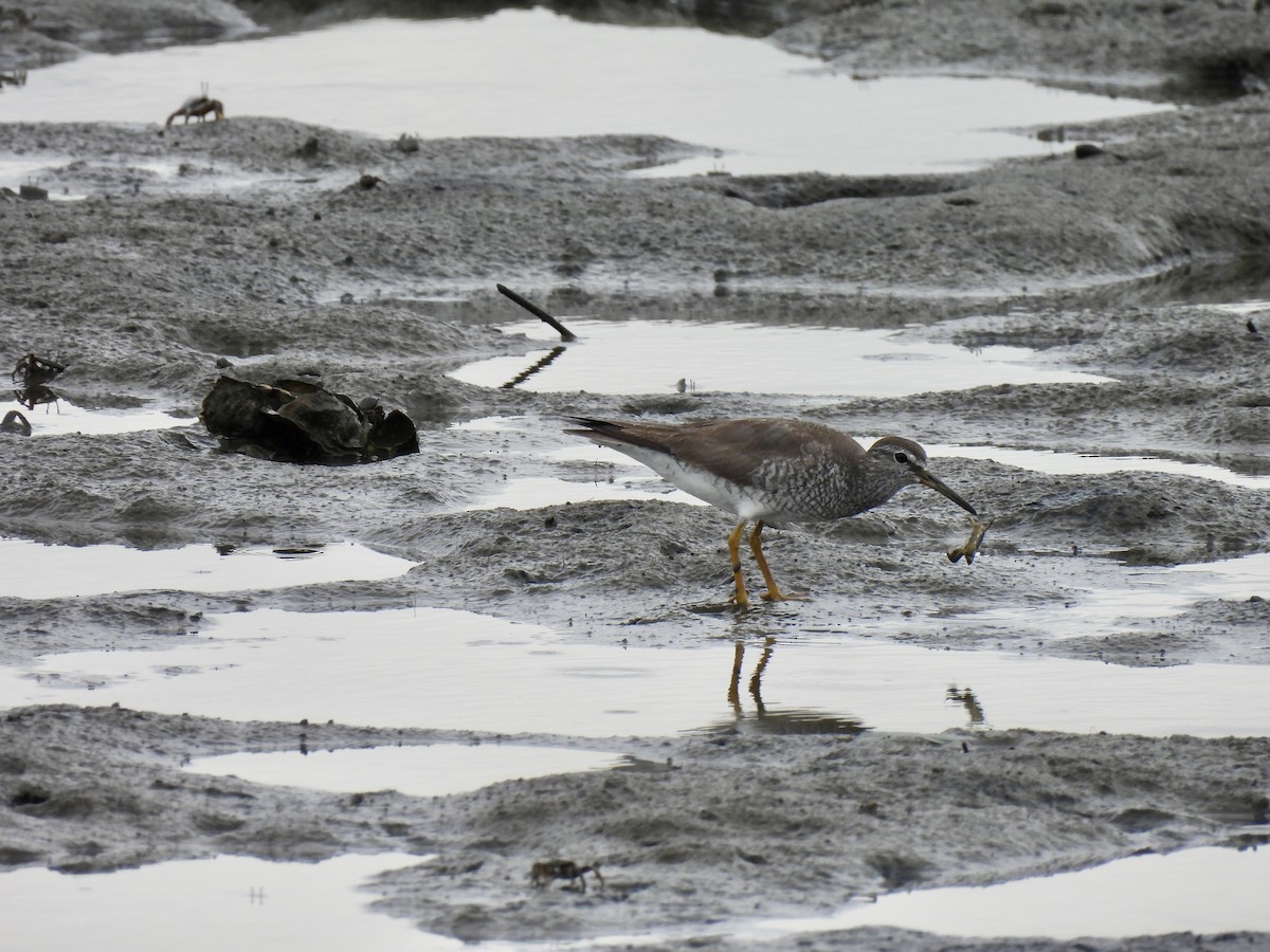 Gray-tailed Tattler - ML640128319