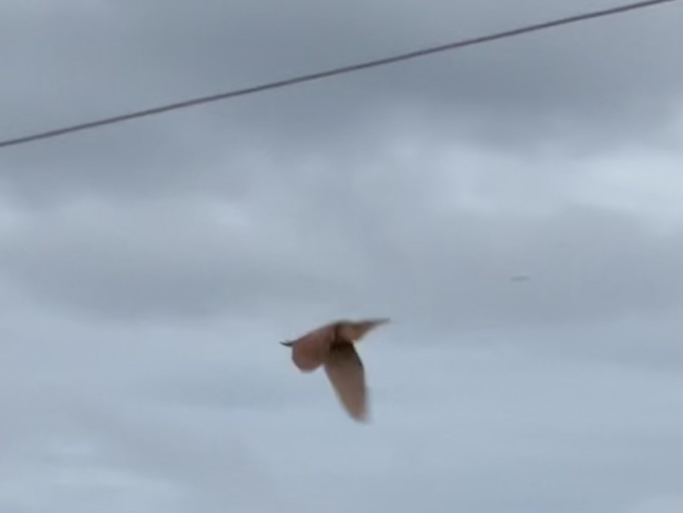 bukáček skořicový - ML640128331