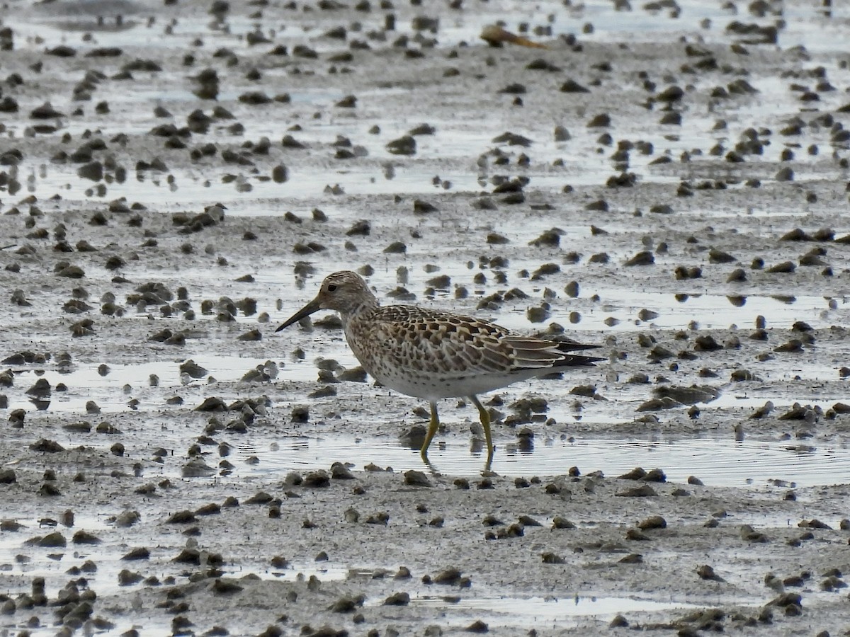 Great Knot - ML640128338
