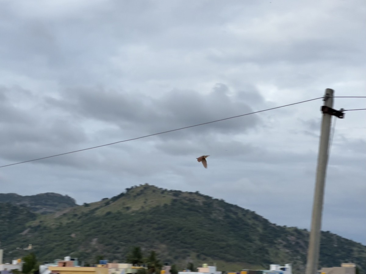 bukáček skořicový - ML640128341