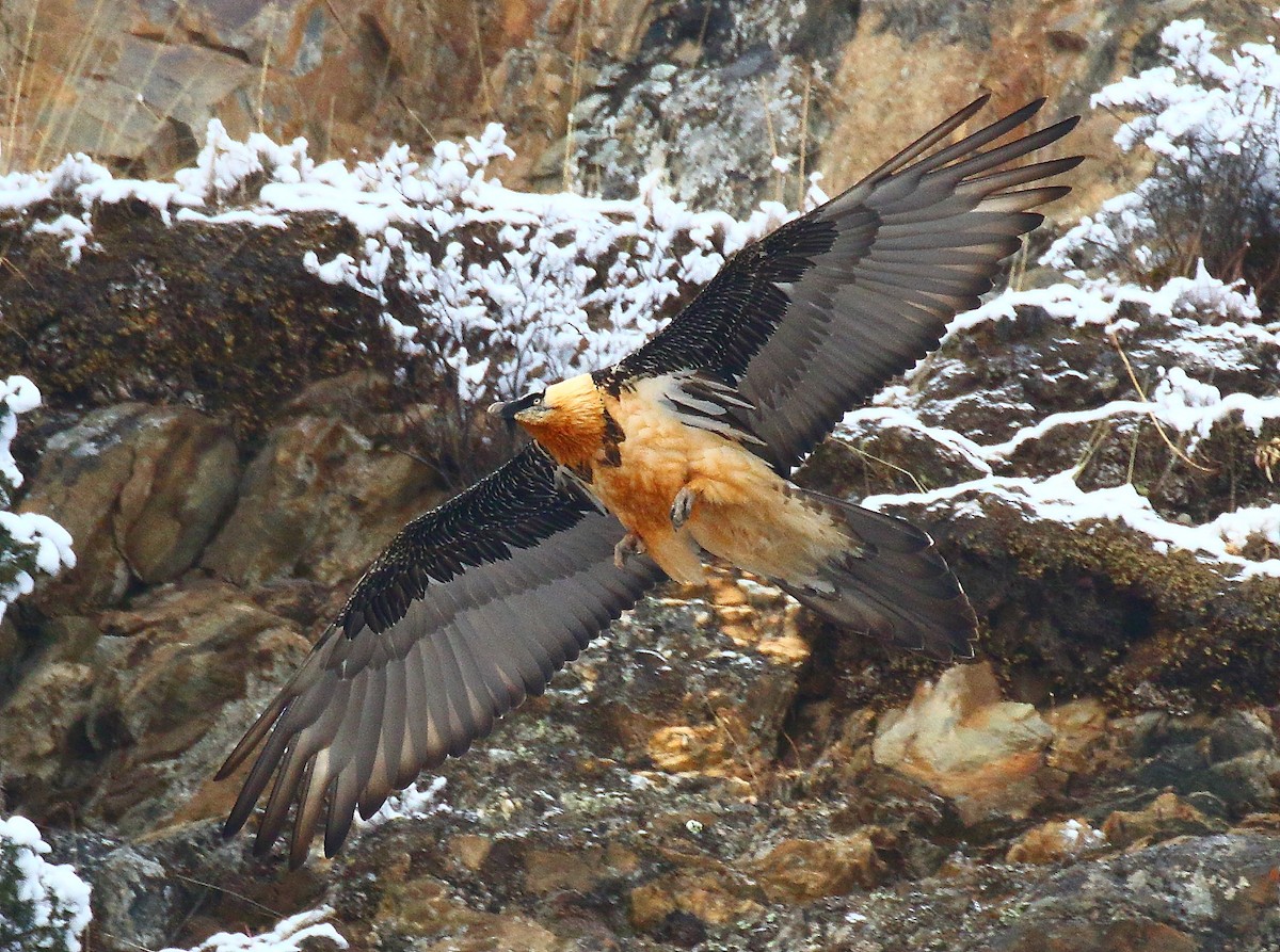 Bearded Vulture (Eurasian) - ML640128428
