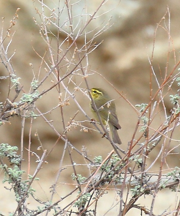 Tickell's Leaf Warbler (Tickell's) - ML640128431