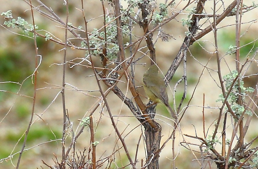 Tickell's Leaf Warbler (Tickell's) - ML640128432