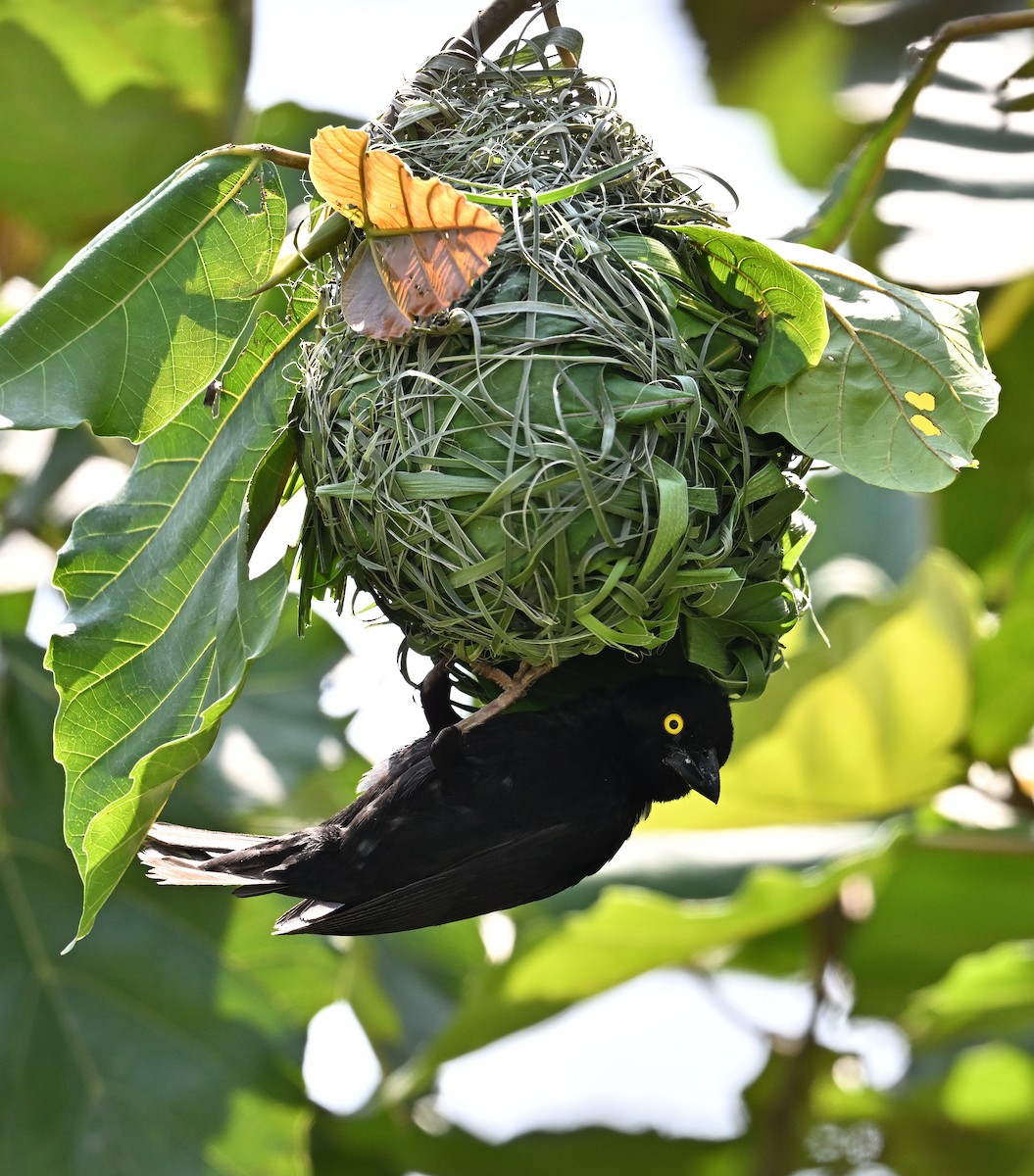 Vieillot's Black Weaver - ML640128471
