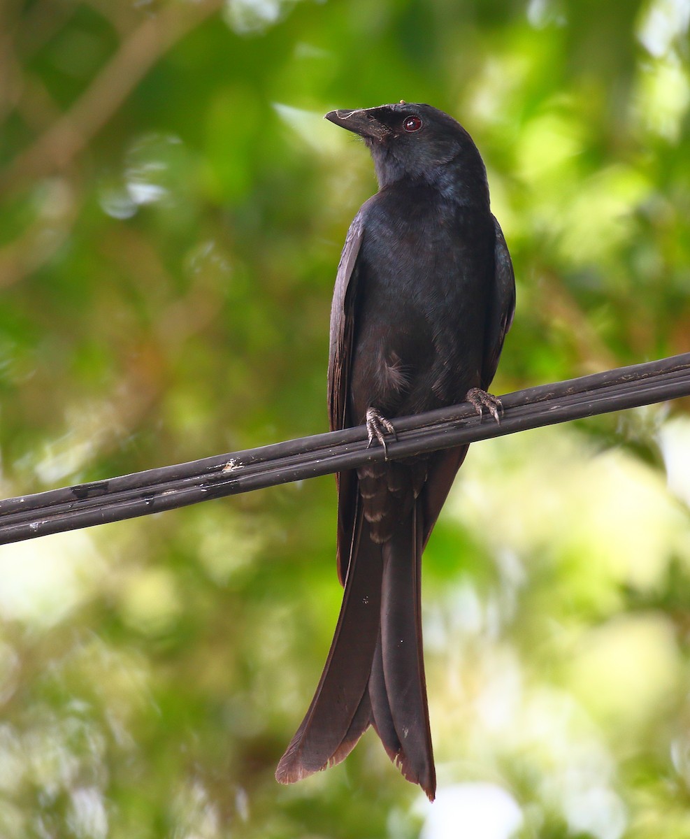 Drongo Real - ML640128600