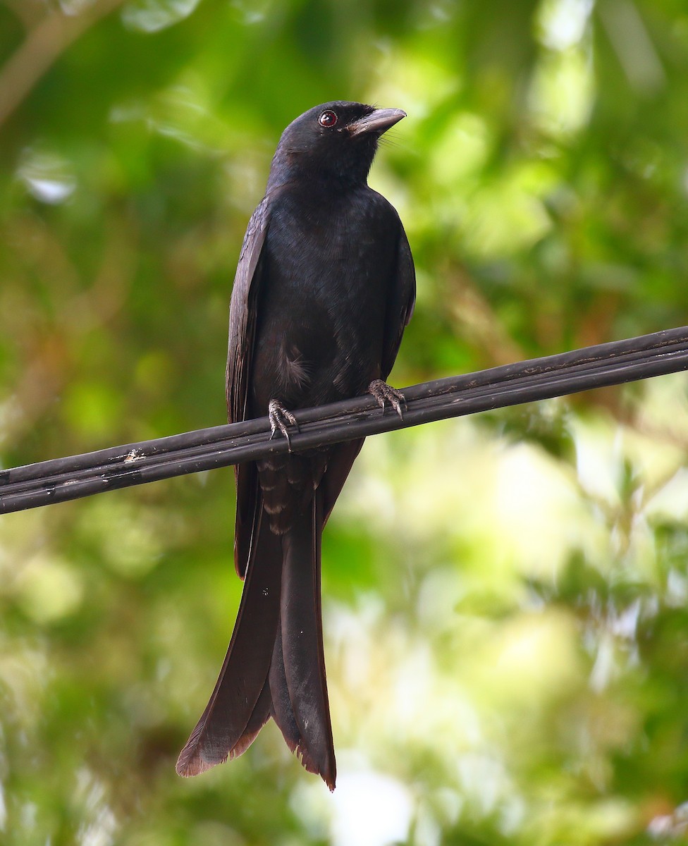 Drongo Real - ML640128606