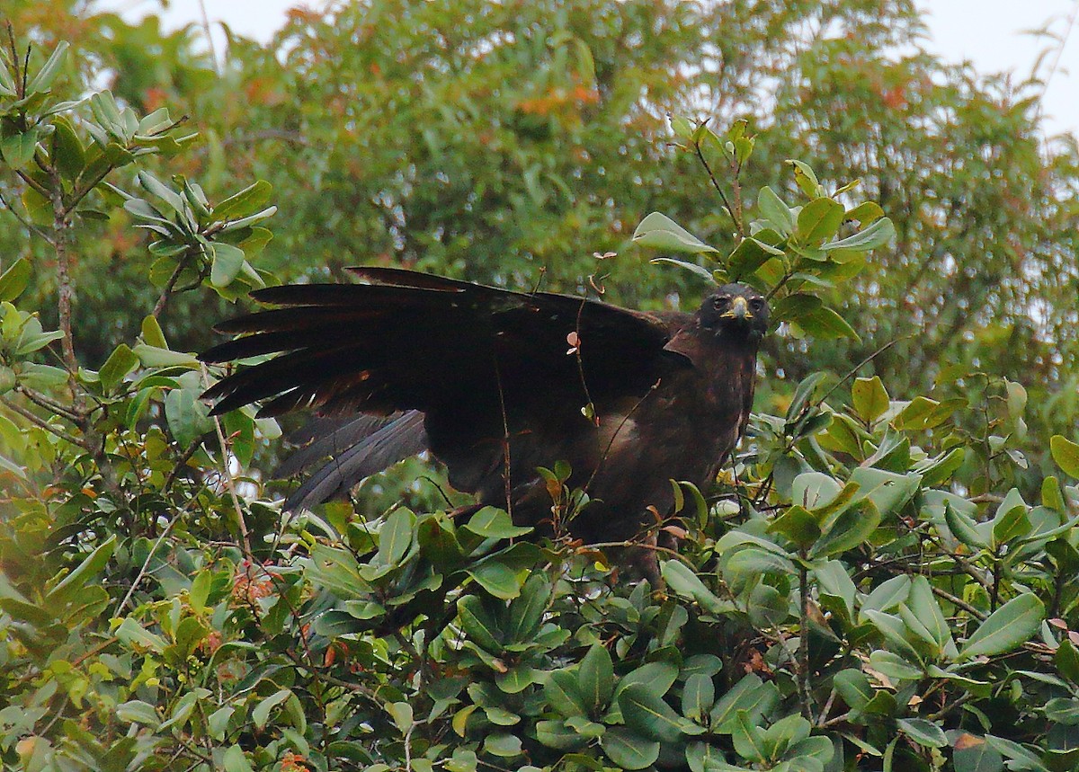 Black Eagle - ML640128649