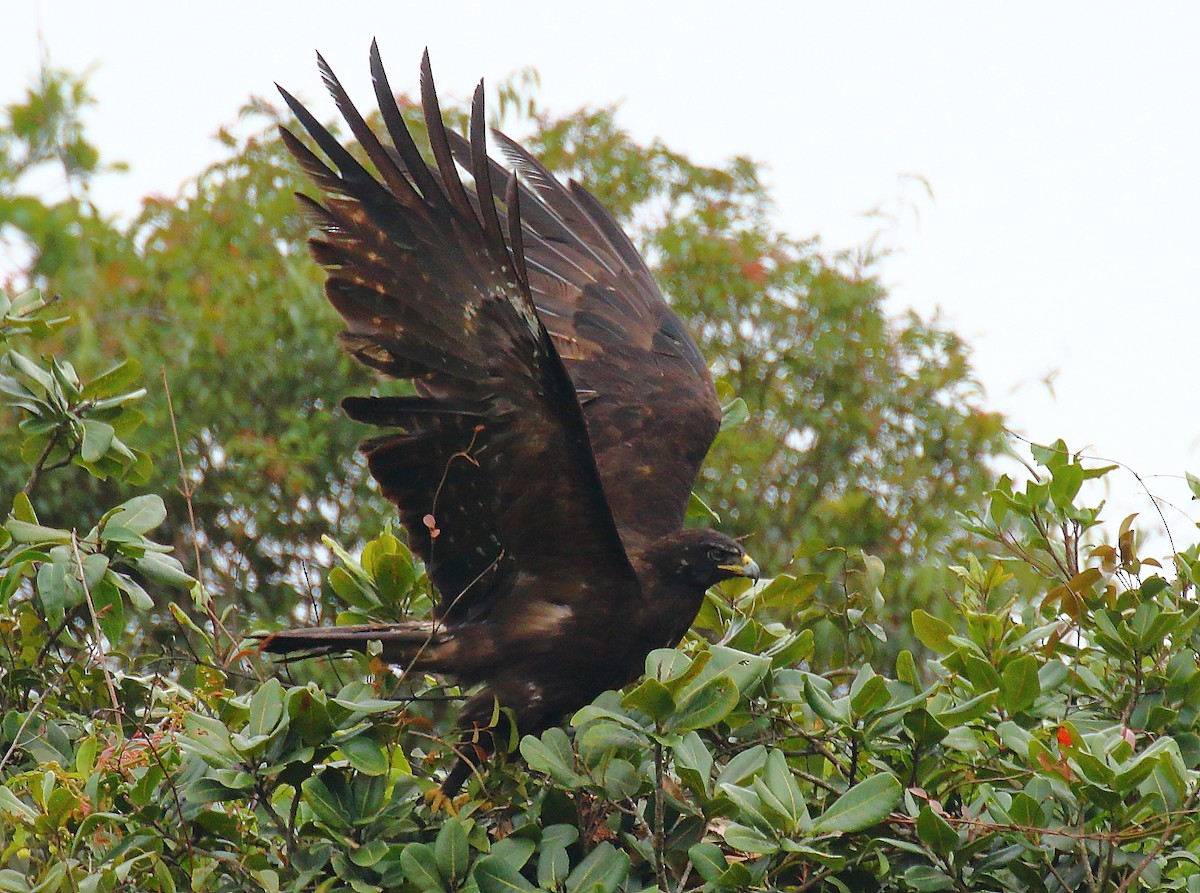 Black Eagle - ML640128650