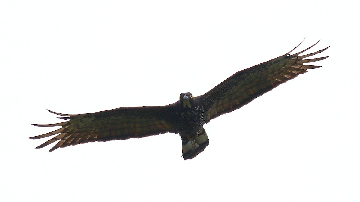 Blyth's Hawk-Eagle - ML640128655