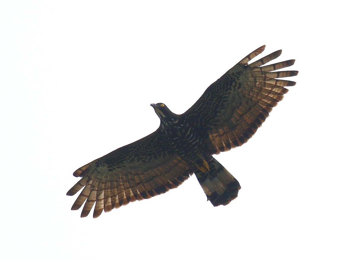 Blyth's Hawk-Eagle - ML640128656