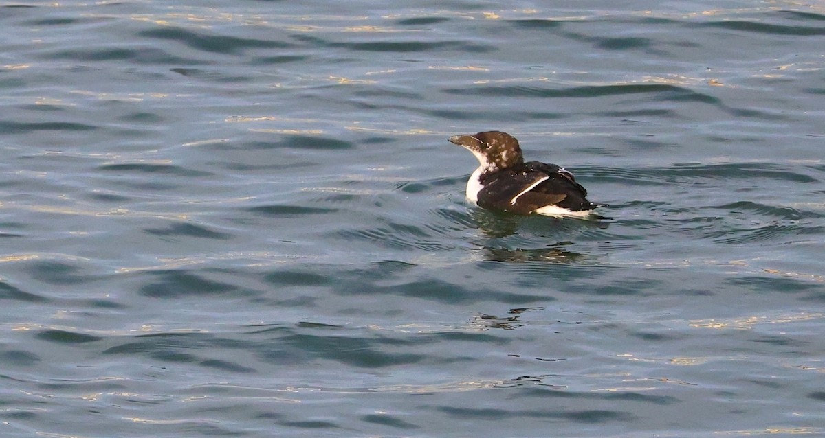 Razorbill - ML640128661