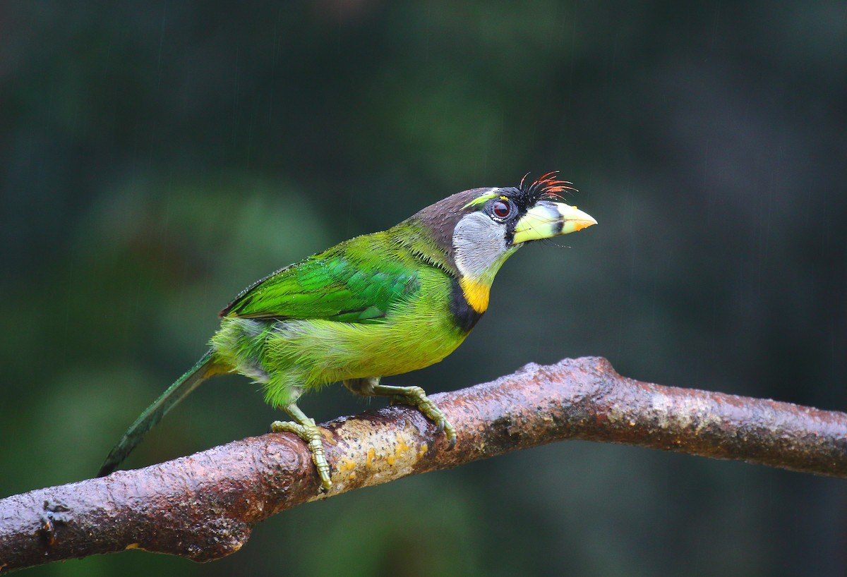 Fire-tufted Barbet - ML640128675