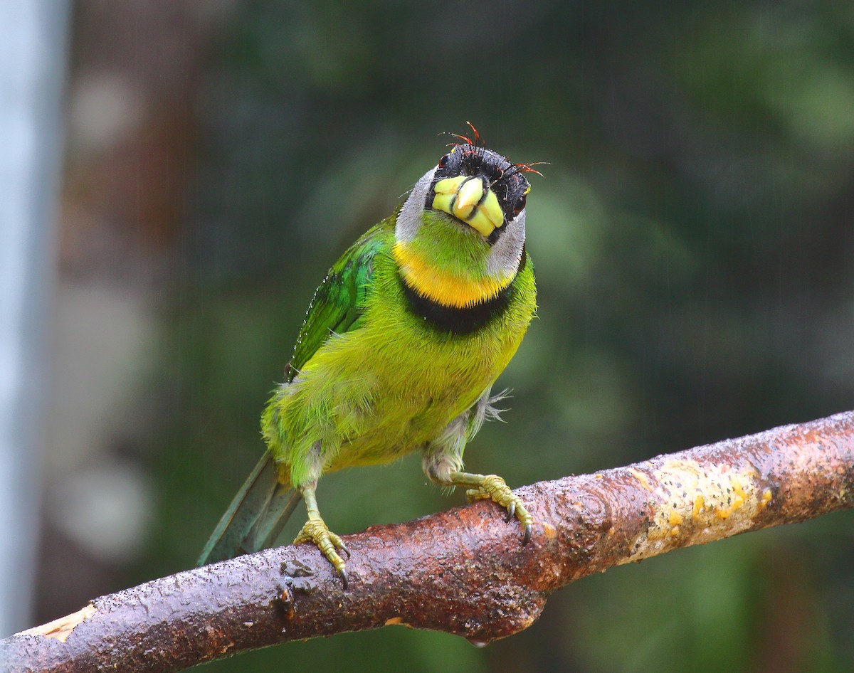 Fire-tufted Barbet - ML640128677