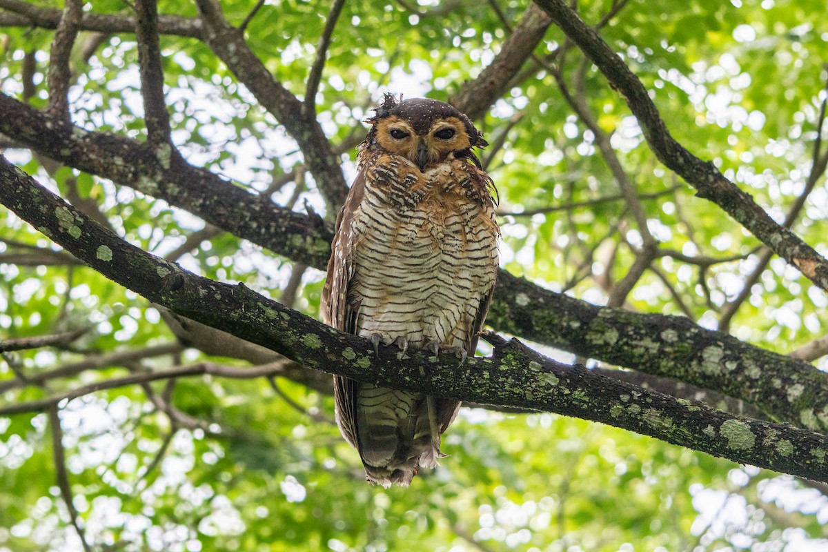 Spotted Wood-Owl - ML640128681