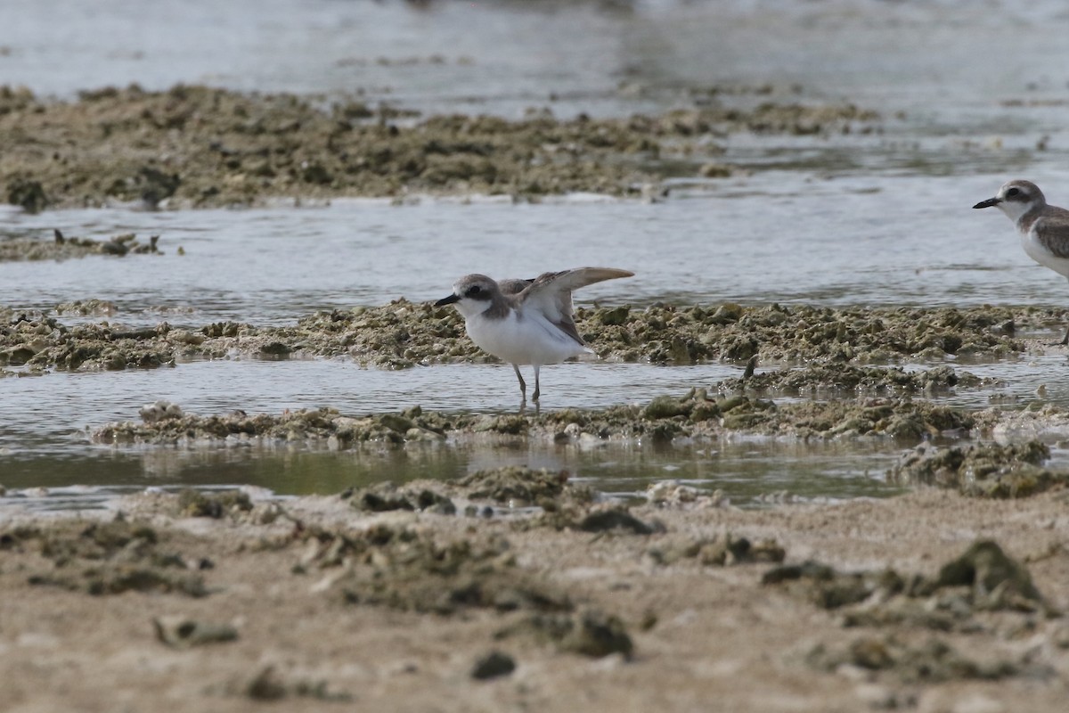 Greater Sand-Plover - ML640128707