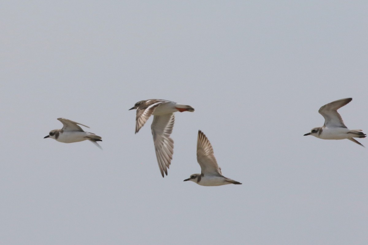 Greater Sand-Plover - ML640128716