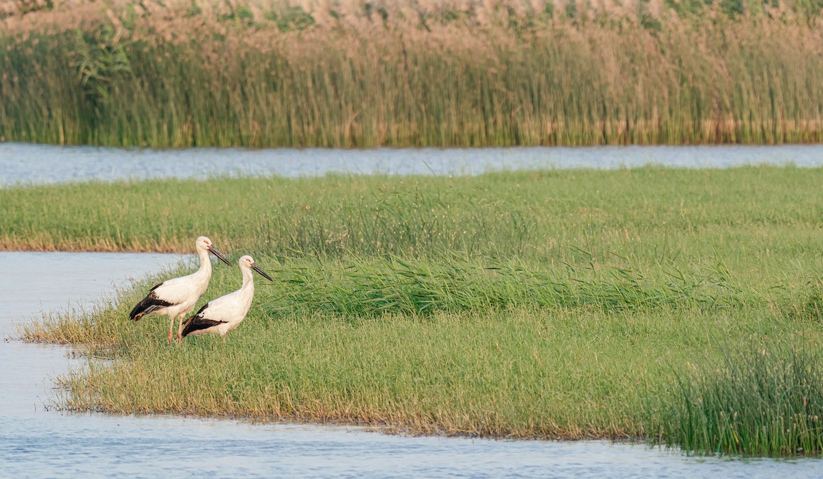 Oriental Stork - ML640128793