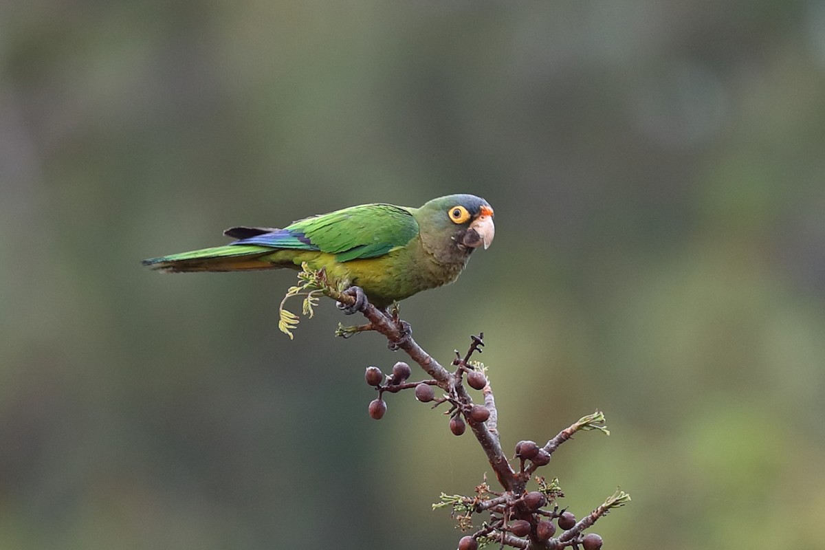 Orange-fronted Parakeet - ML640128808