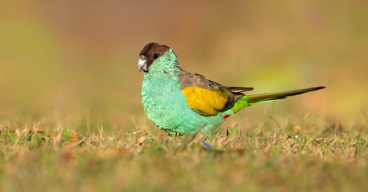 ヒスイインコ - ML640128810