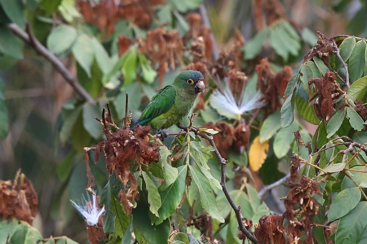 Orange-fronted Parakeet - ML640128813