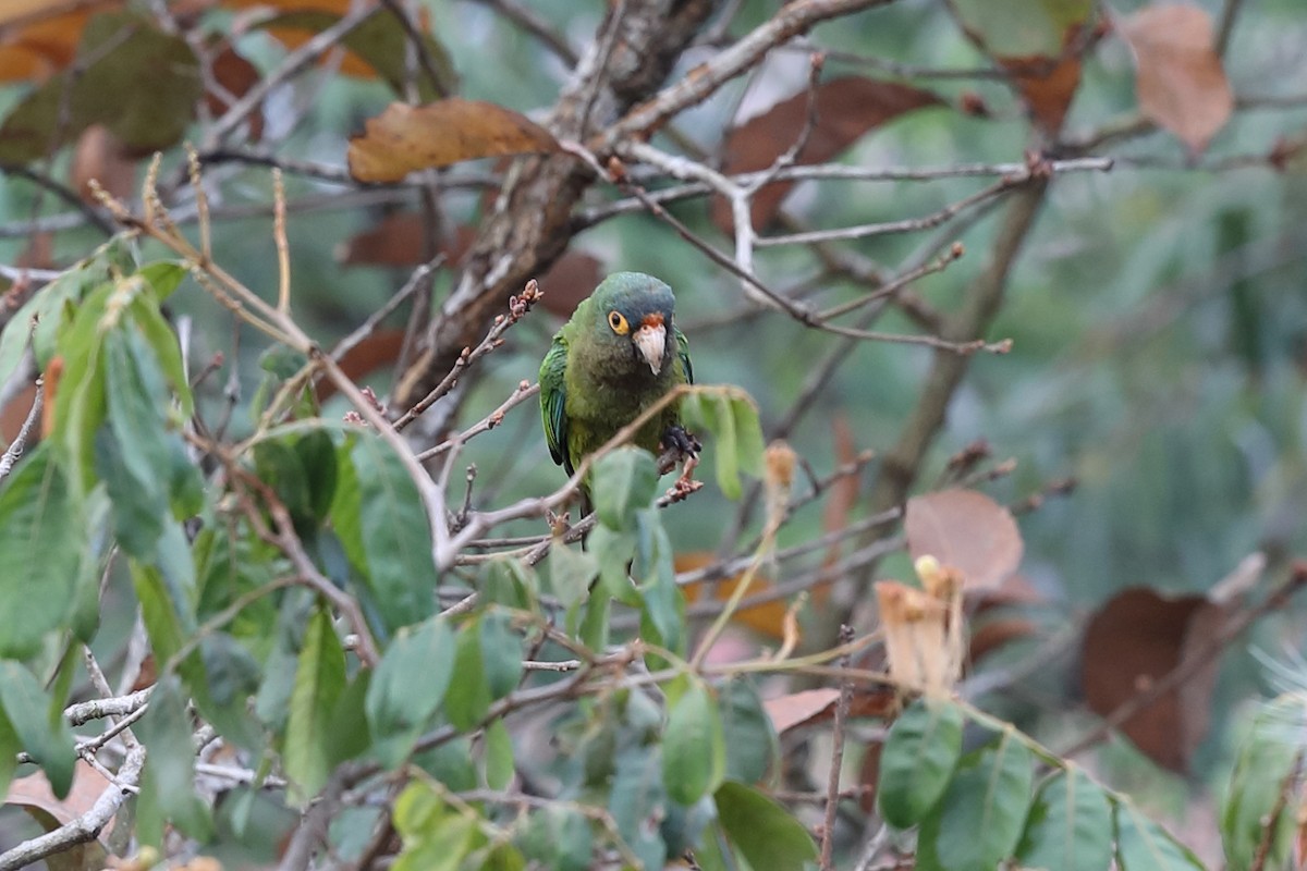 Orange-fronted Parakeet - ML640128814