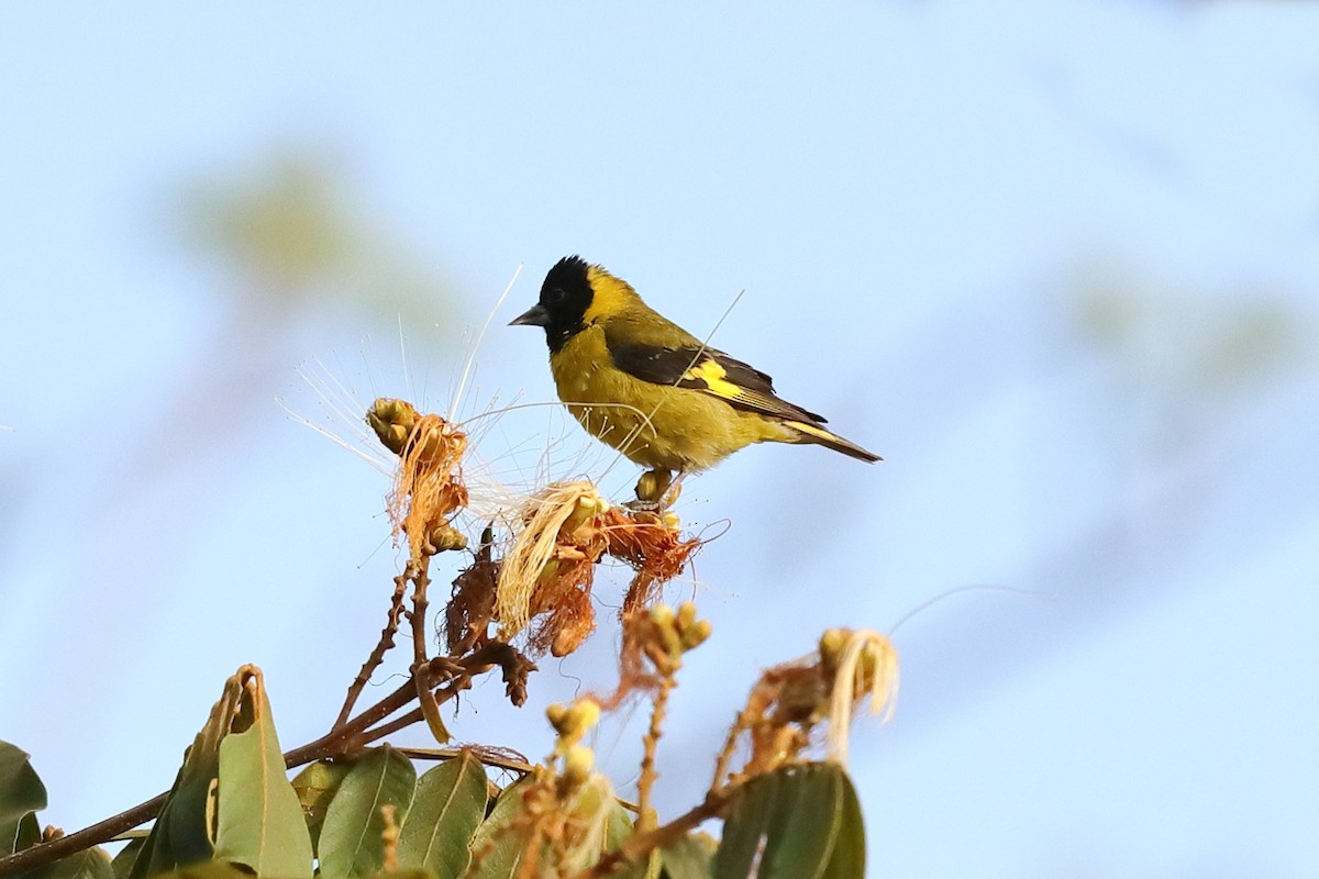 Black-headed Siskin - ML640128823