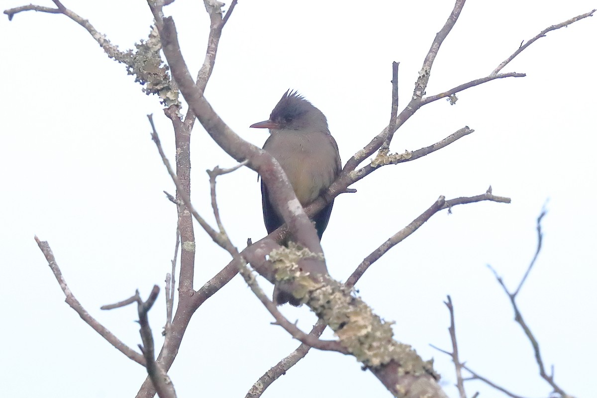Greater Pewee - ML640128838