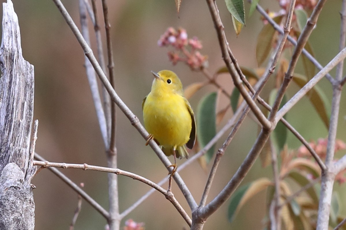 Yellow Warbler - ML640128848