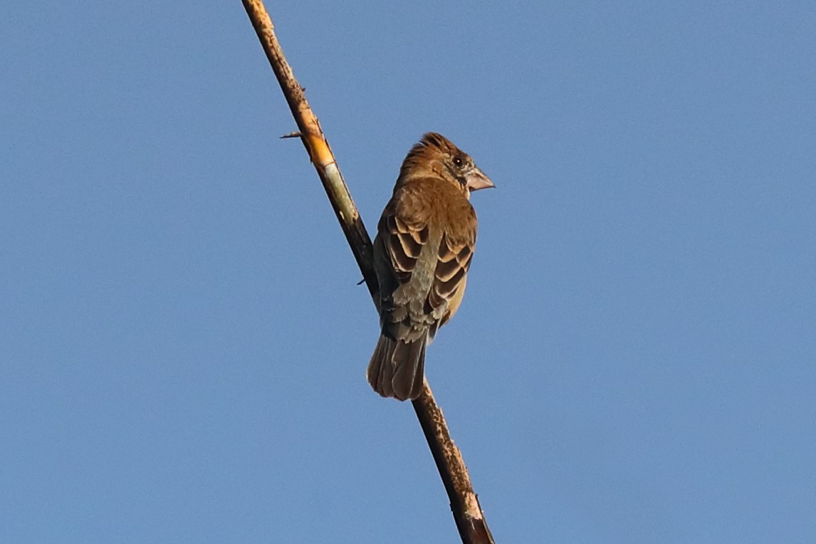 Blue Grosbeak - ML640128851